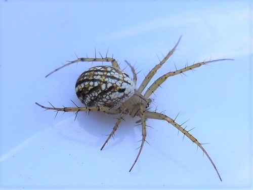 lined orbweaver