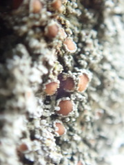 Protopannaria pezizoides