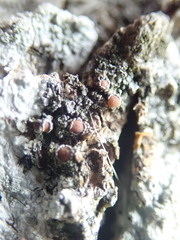 Protopannaria pezizoides