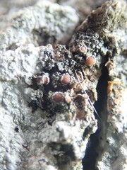 Protopannaria pezizoides