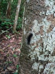 Apistosia judas