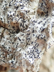 Alyxoria varia