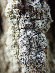 Mycoporum antecellens