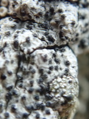 Mycoporum antecellens