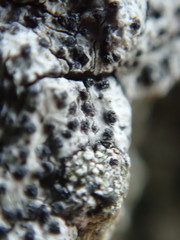 Mycoporum antecellens