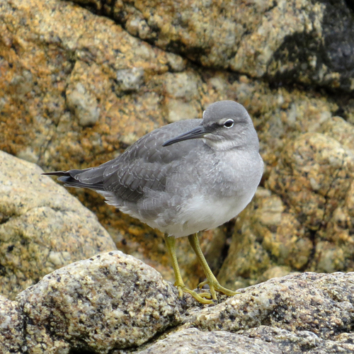 Wandering Tattler
