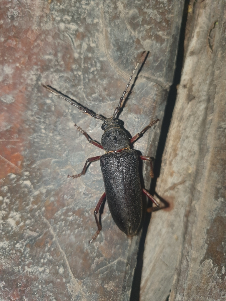 Orion maurus