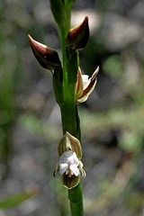 Prasophyllum australe