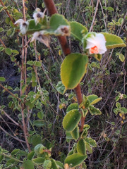 Hibiscus flavifolius