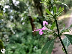 Dicliptera acuminata