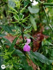 Dicliptera acuminata