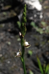 Prasophyllum australe