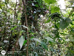 Dicliptera acuminata