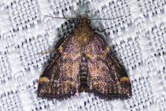 Hypsopygia phoezalis