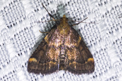 Hypsopygia phoezalis