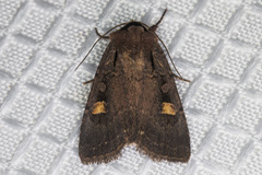 Adelphagrotis indeterminata