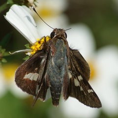 Thespieus macareus