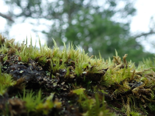 Image of Dicranum howellii by no rights reserved