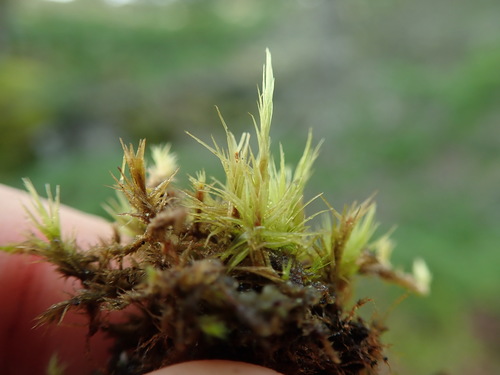Image of Howell's Dicranum Moss (Dicranum howellii) by no rights reserved