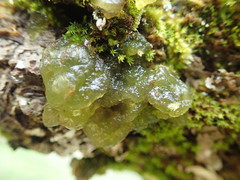 Coccomyxa