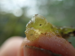 Coccomyxa
