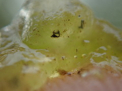 Coccomyxa