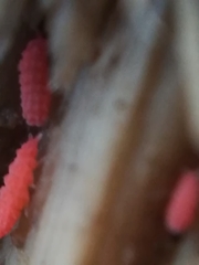 Bilobella braunerae