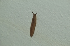 Meghimatium pictum