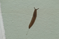 Meghimatium pictum