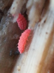 Bilobella braunerae