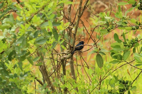 Blackish-blue Seedeater (Amaurospiza moesta), photo 3