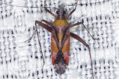 Phytocoris roseus
