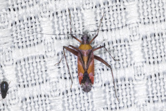 Phytocoris roseus