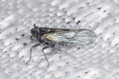 Nothodelphax consimilis