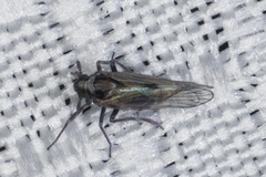 Nothodelphax consimilis