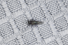 Nothodelphax consimilis