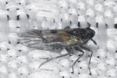 Nothodelphax consimilis