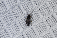 Scolopostethus pacificus