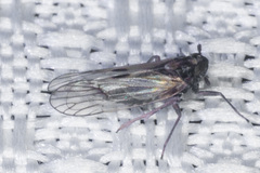 Nothodelphax consimilis