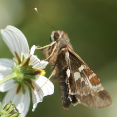 Thespieus macareus
