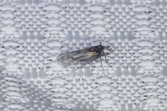 Nothodelphax consimilis