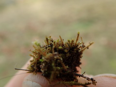 Philonotis capillaris