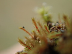 Philonotis capillaris