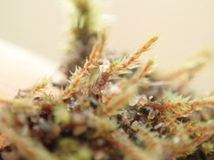 Philonotis capillaris