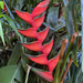 Lobster Claw Heliconia - Photo (c) jenna-adle, some rights reserved (CC BY-NC)