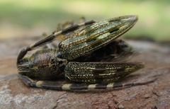 Hexatricha pulverulenta