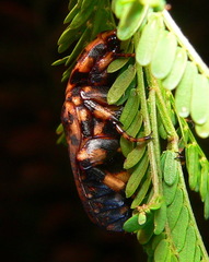 Porphyronota