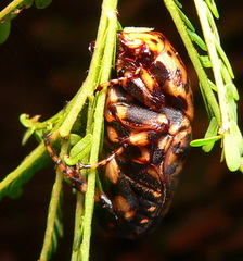 Porphyronota