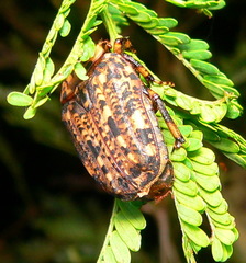 Porphyronota