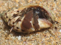 Pagurixus jerviensis